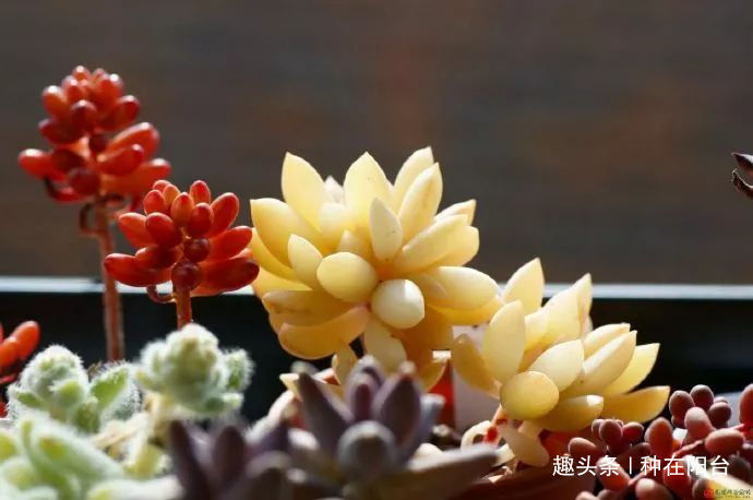 用力过猛|她用废弃的蛋壳“孵出”美丽的多肉植物,实在太迷你可爱了!