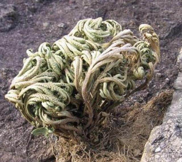 山崖上的1种“还魂草”,被称为“卷柏”,挖来当盆栽,变值钱