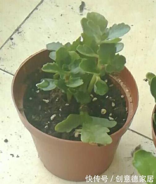 迹象|扦插的长寿花,为什么在夏天几个月都,看不到生长的迹象