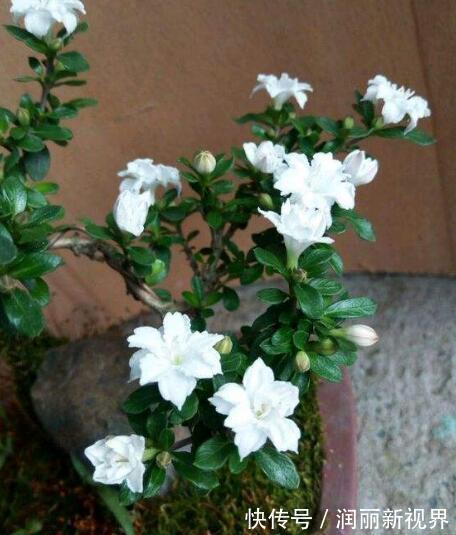 扦插|喜欢盆景就养它，1个枝能扦插，6月开花多又美，美过金枝玉叶