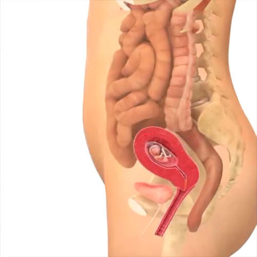 胎儿|孕期40周胎儿生长发育组图，胎儿是这样一天天长大的