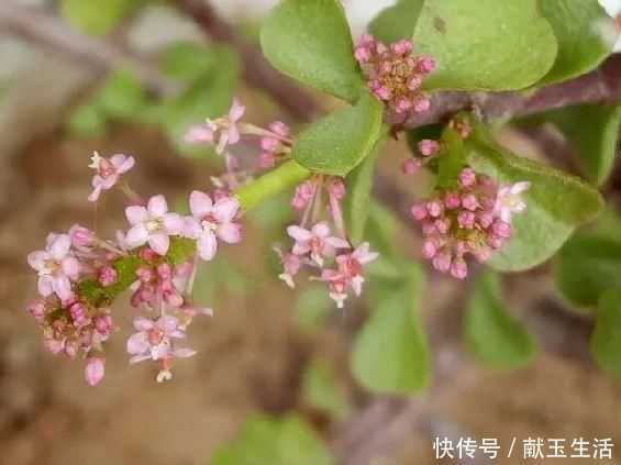 氮钾|金枝玉叶开花了，真花长这样，很多人没见过