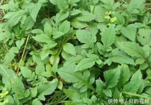 农村|“埋没在农村”的抗癌野菜,比蒲公英好100倍,城里人都不认识