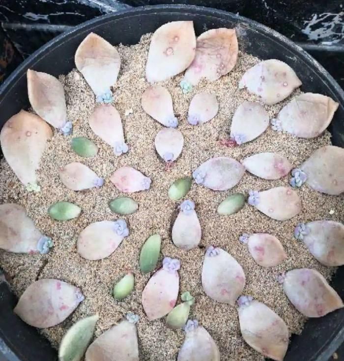 树根|5种花不用土,掰一块木板子来养花,跟着养护专家学起来!