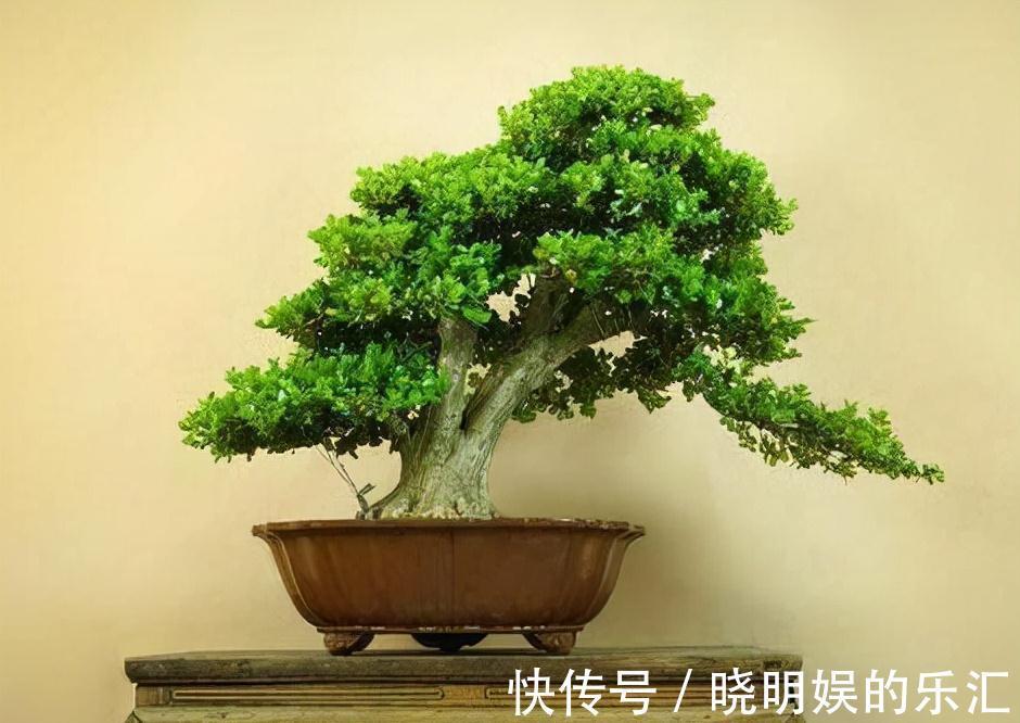 农历九月十八霜降后，养什么花？家里养3种花，金玉满堂多子多福