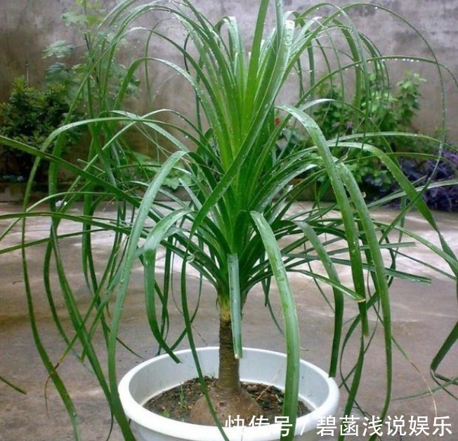 吊兰吊兰|人养花，花也养人，3种花养家里，专吸甲醛、二手烟，懒人最爱