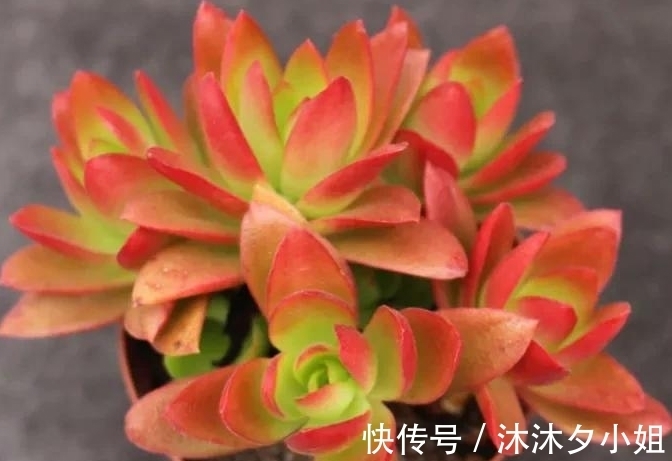 新手|全民公认好养的11种多肉,新手也能养好,成活率高,出状态艳
