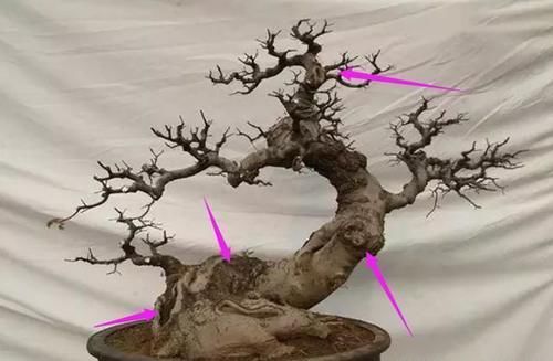 材料|树桩盆景成活以后,树桩材料如何加快苍老速度?有哪些操作要领?