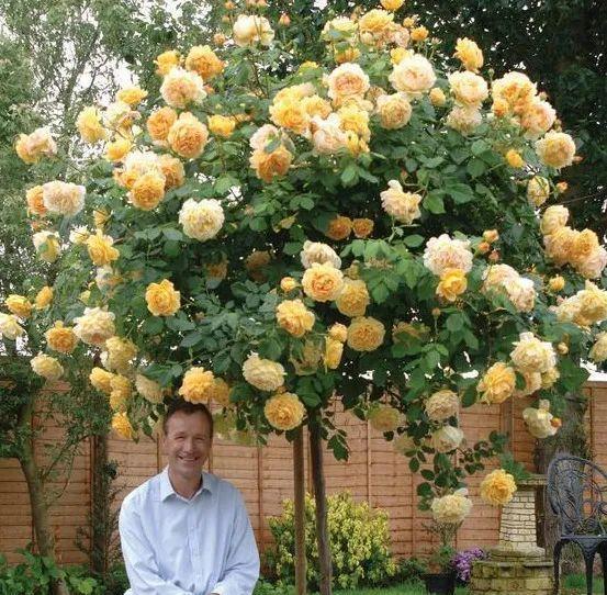 嫁接月季花?告诉你个小绝招,一年四季都能活,变成老桩大花树