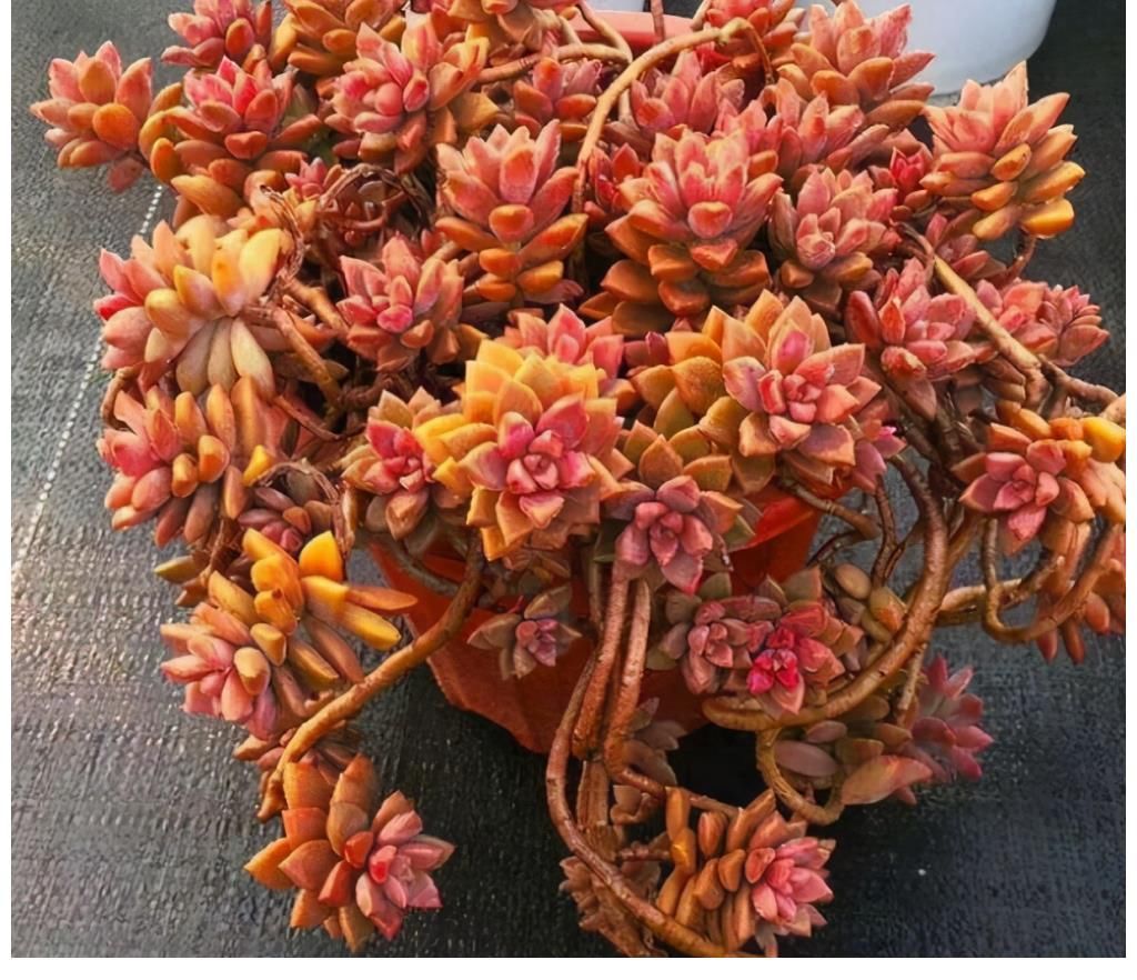 冬美人|很难养死的5种多肉植物，适合新手养