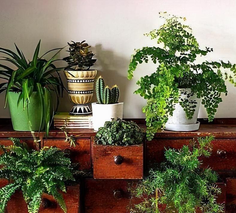 这4种花超耐阴，阴凉角落才好开花，没太阳也能轻松爆盆