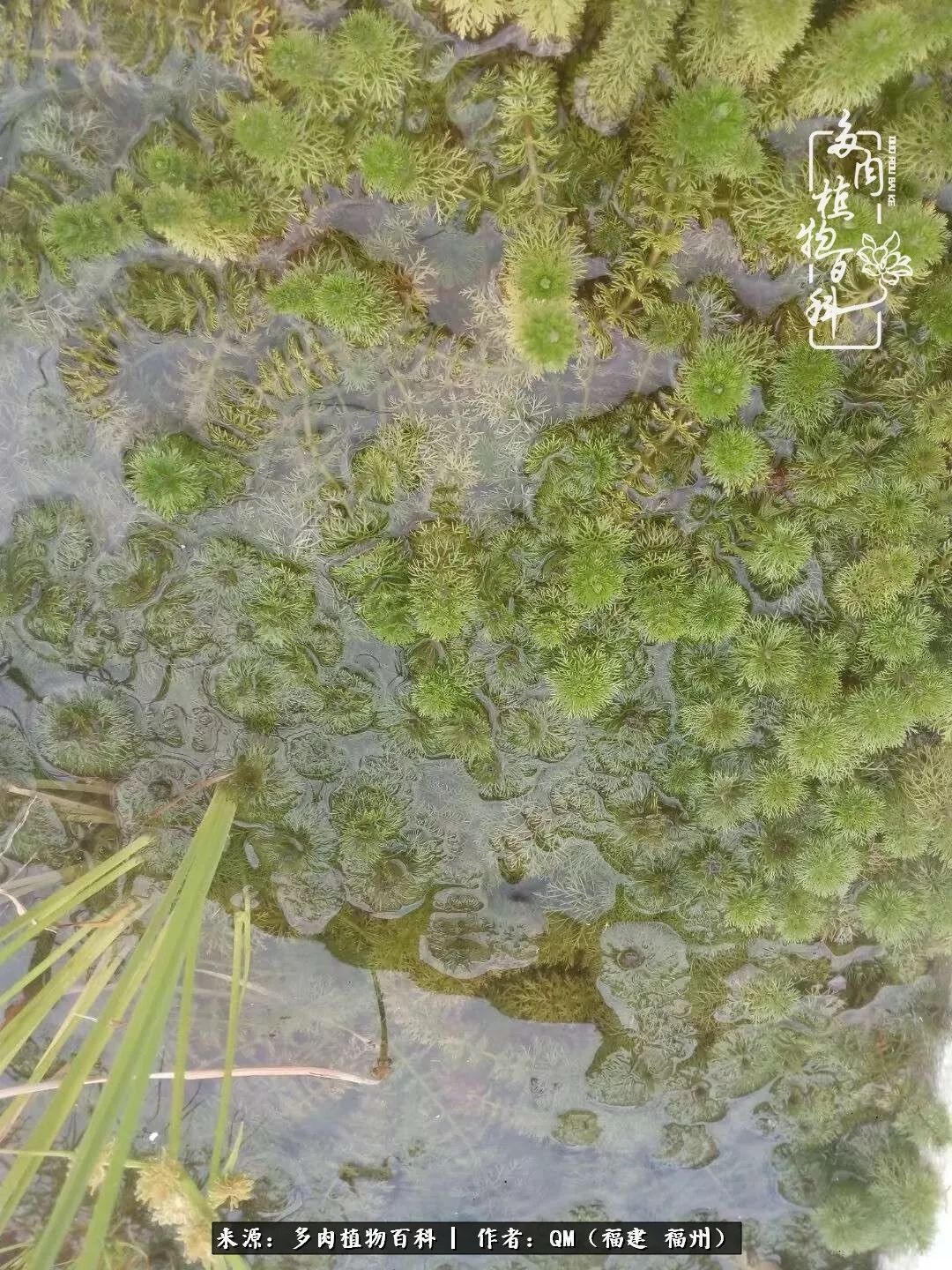 寒山转苍翠,秋水日潺湲——多肉未央,睹物思人!