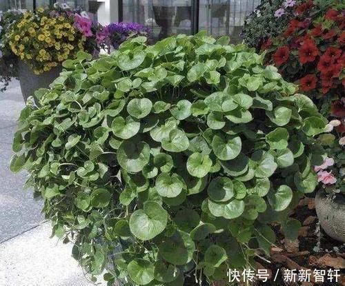 野草|在河边，碰到“1种野草”请珍惜，人称“马蹄金”，当盆栽值钱