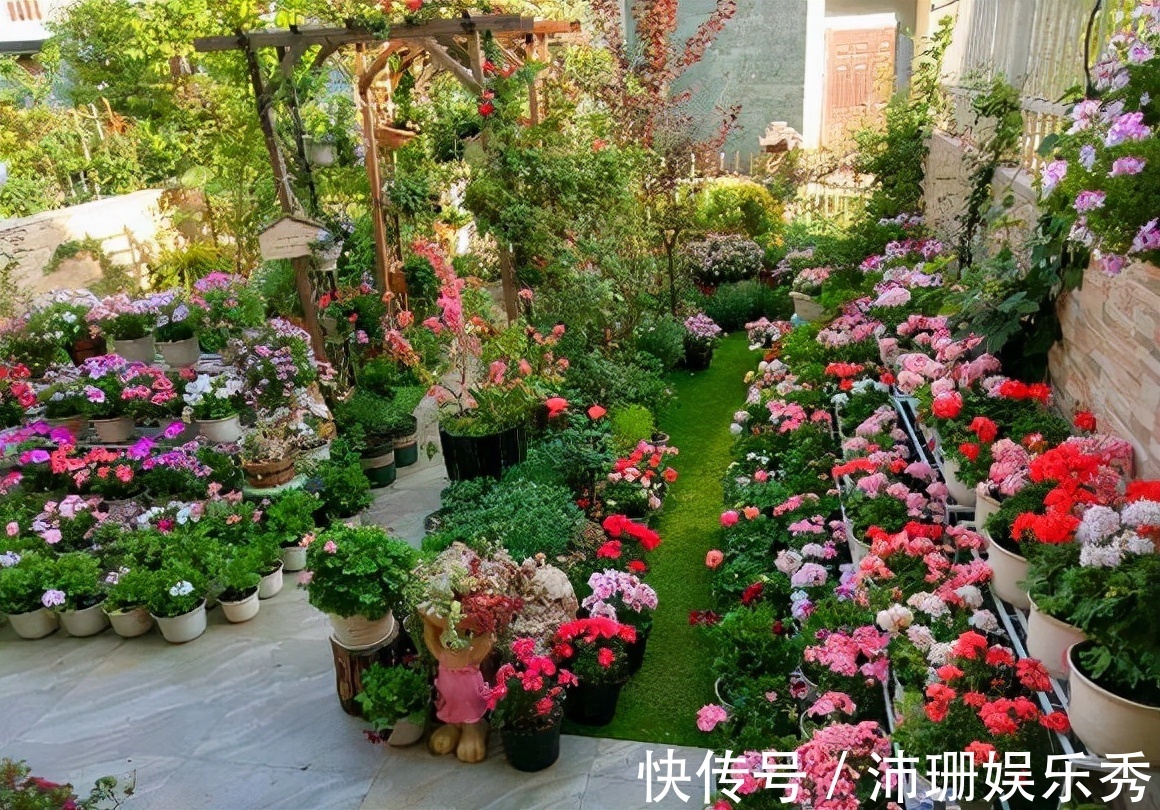 5种花“扦插”正当时,天气转凉利于生根,喜欢别偷懒