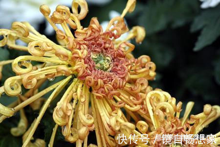 喜欢养花,家里少不了以下5种花,芬芳馥郁,争奇斗艳,落英缤纷