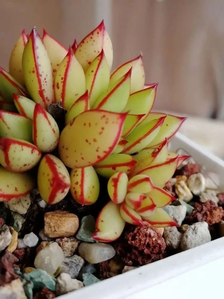 爱自己、爱家人、爱生活、爱多肉,因为有爱我便无惧风浪!