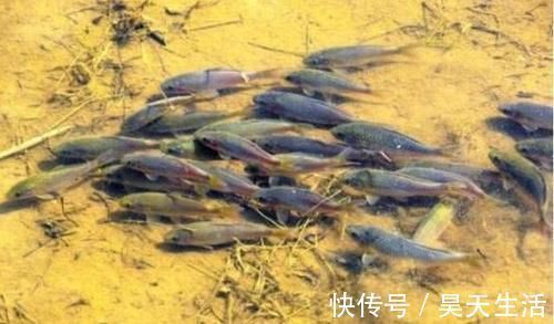 食用价值|农村这种鱼,儿时很多,钓鱼人见到就头大,如今却5元一条很稀罕