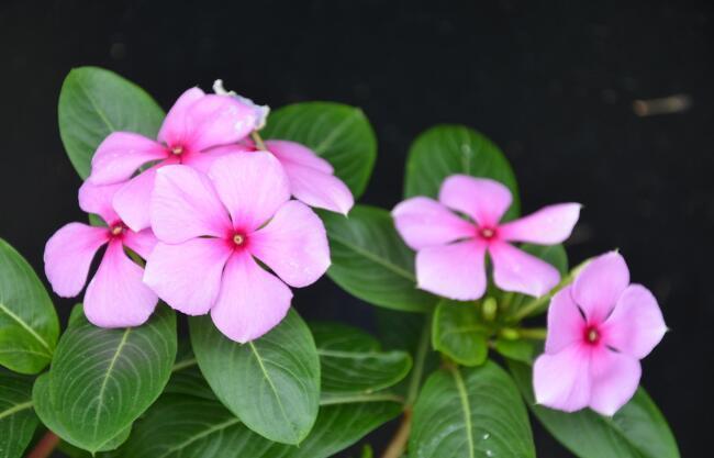 越剪|养花试试这几款,生长速度快,耐修剪,越剪枝条越丰富