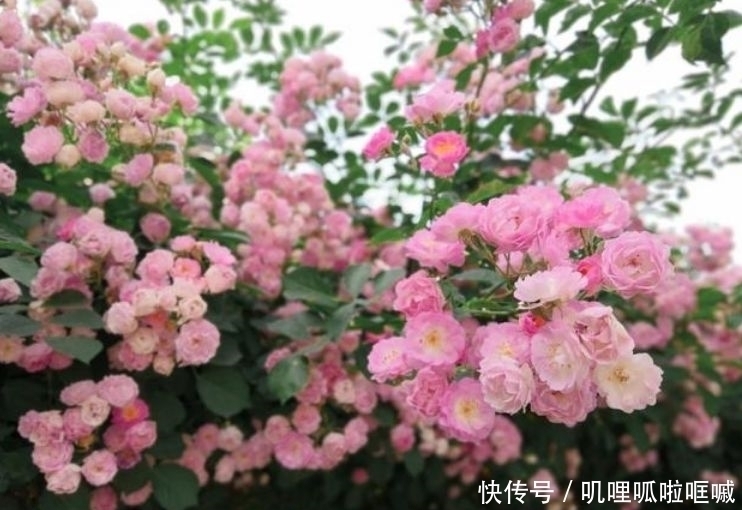 4种花是花中劳模,家里养一盆,开花漂亮花期长,谁养谁喜欢