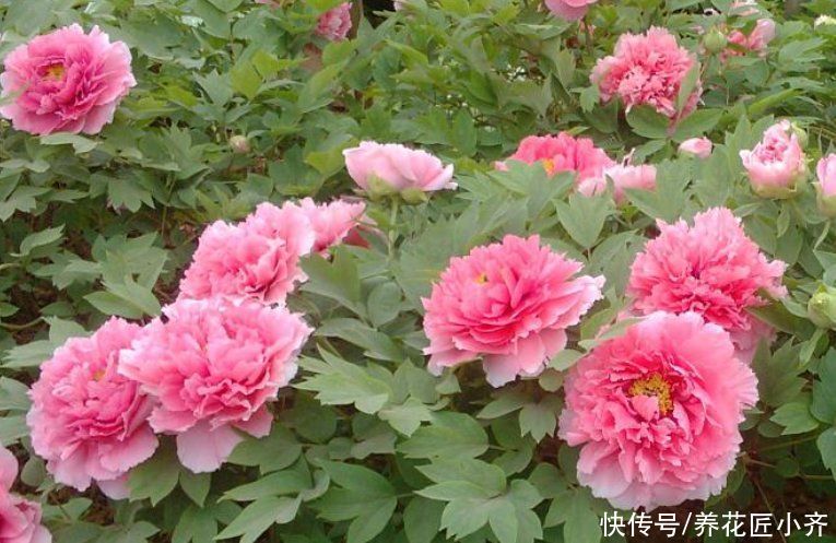 栽种|只有秋季可以买的2种花,想养赶紧入手,过期养不活