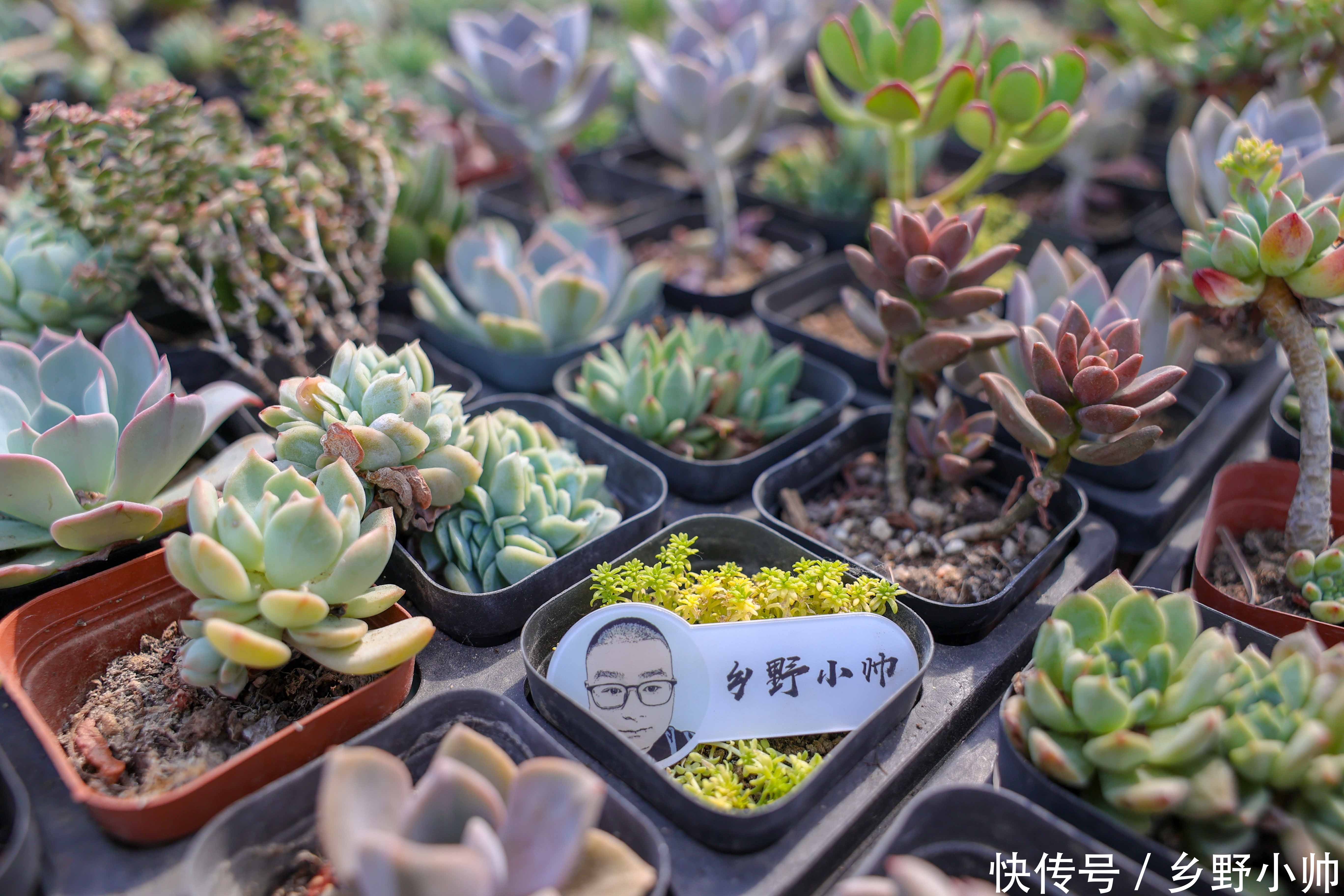 营养土|多肉配土第一课，小帅详细介绍多肉土的作用与特点，一起听听吧