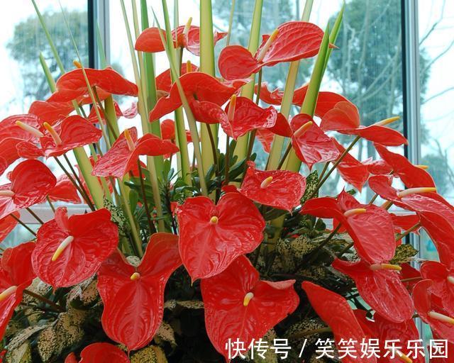 红掌|室内养盆“四季花”，花量巨大，一年365天，每天开花