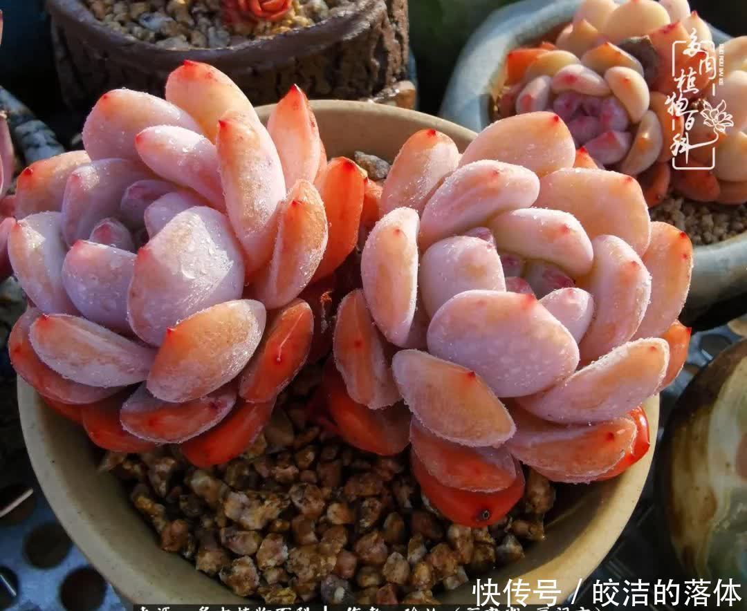 百度|我与多肉那些不得不说的故事!