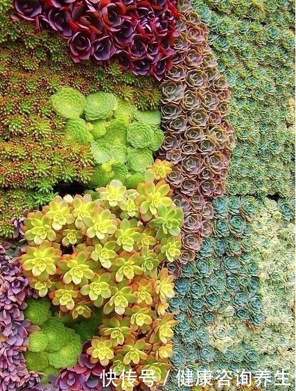 等我有个独立院子，就把多肉种墙上，一面种法师，一面种紫乐！