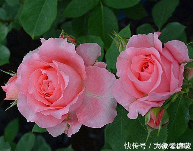 “河本女士,你的月季飞起来了!”聊聊那些仙到飞起的河本月季