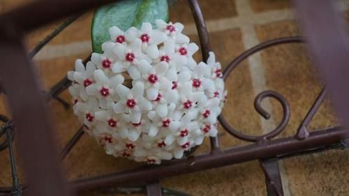 3种喜阴花,摆在北阳台,少晒太阳,少管它,阳台上开满了花