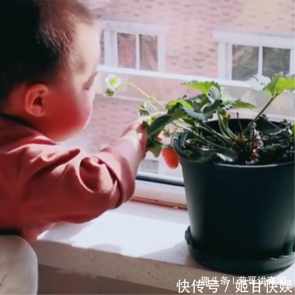草莓|妈妈在家种了一盆草莓,好奇宝宝张嘴就是一口,最后被妈妈发现