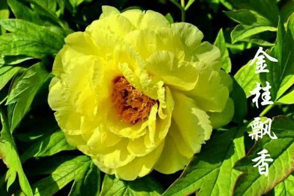 喜欢牡丹花，却一不小心买到芍药！附牡丹花品种图鉴大全