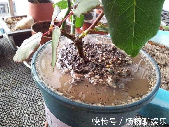 植株|养花这么“浇水”,迟早要“出事”,记住3点,啥花都好养