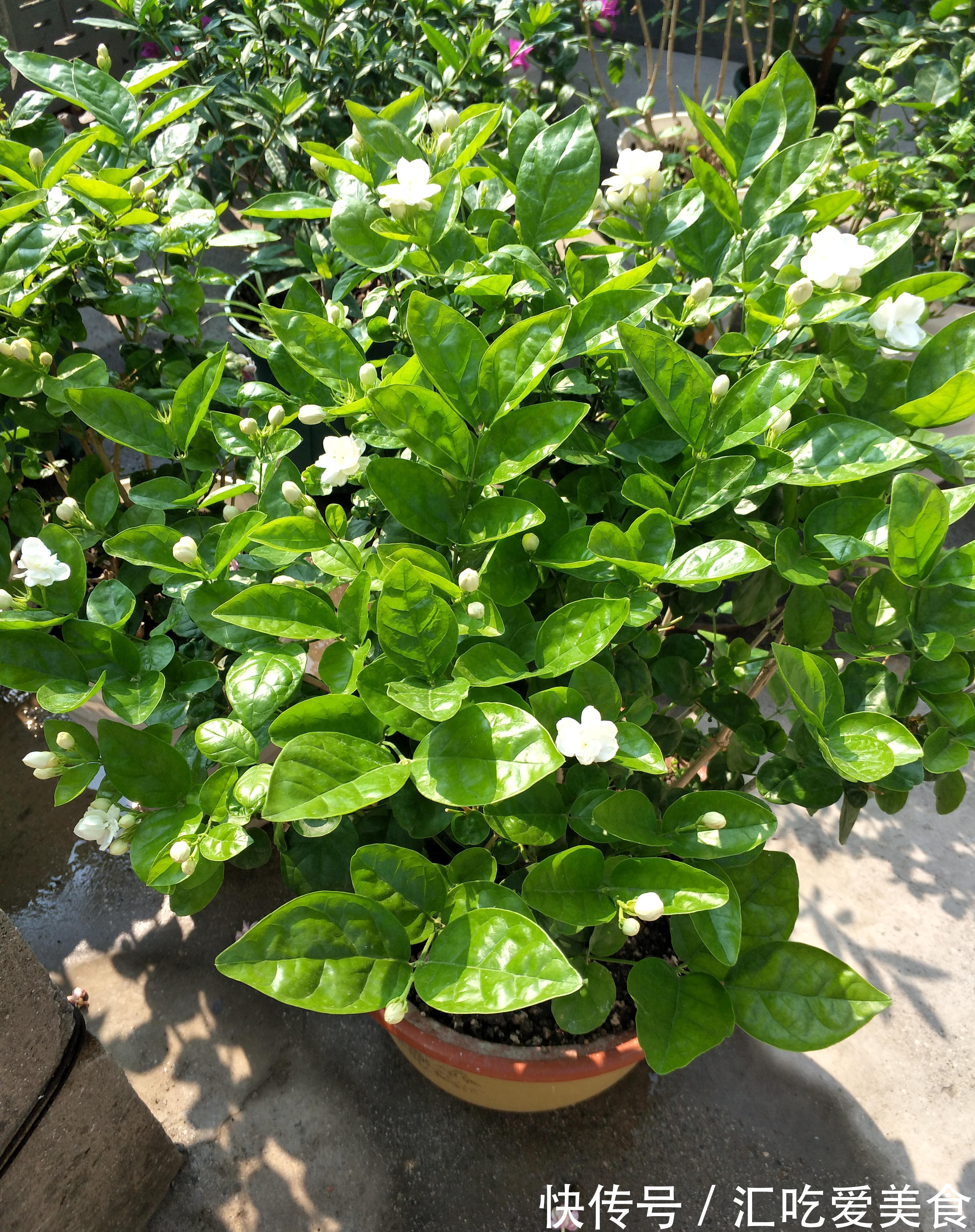 秋末了，别再用夏季的养殖方法养茉莉花，换一种方式，越冬无难度