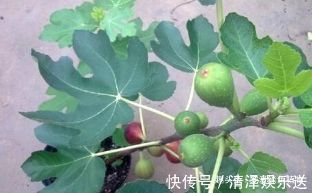 1种水果籽，一粒粒摆盆里，10天出芽，开花又结果，够一家人吃