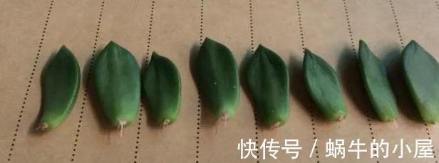 砍完头的多肉不生根咋办，你用1个菜篮子，10天就能猛长根