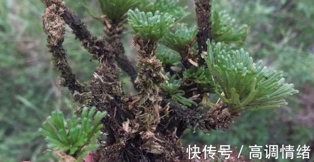 植物#岩石缝里一种小草，既可药用，又可观赏，稍作处理，便成精美盆栽