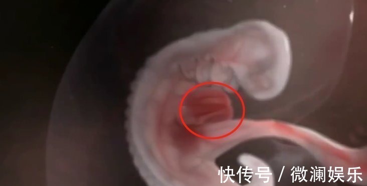 孕妈|组图了解胎儿在子宫中的生长过程,生命太奇妙了!准爸妈们看看