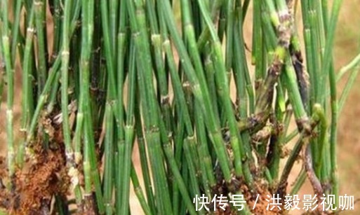 杂草|农村杂草被称为“节节草”,是可以治疗腰椎间盘突出症的珍贵草药