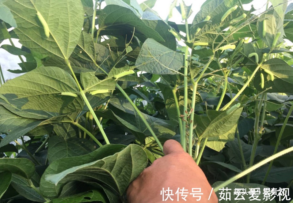 过去农民见了就打，如今成抢手货，一斤80元，是大补