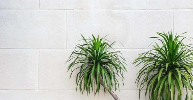 探寻出来|这些植物美不胜收但又十分稀有,你认识这些植物吗