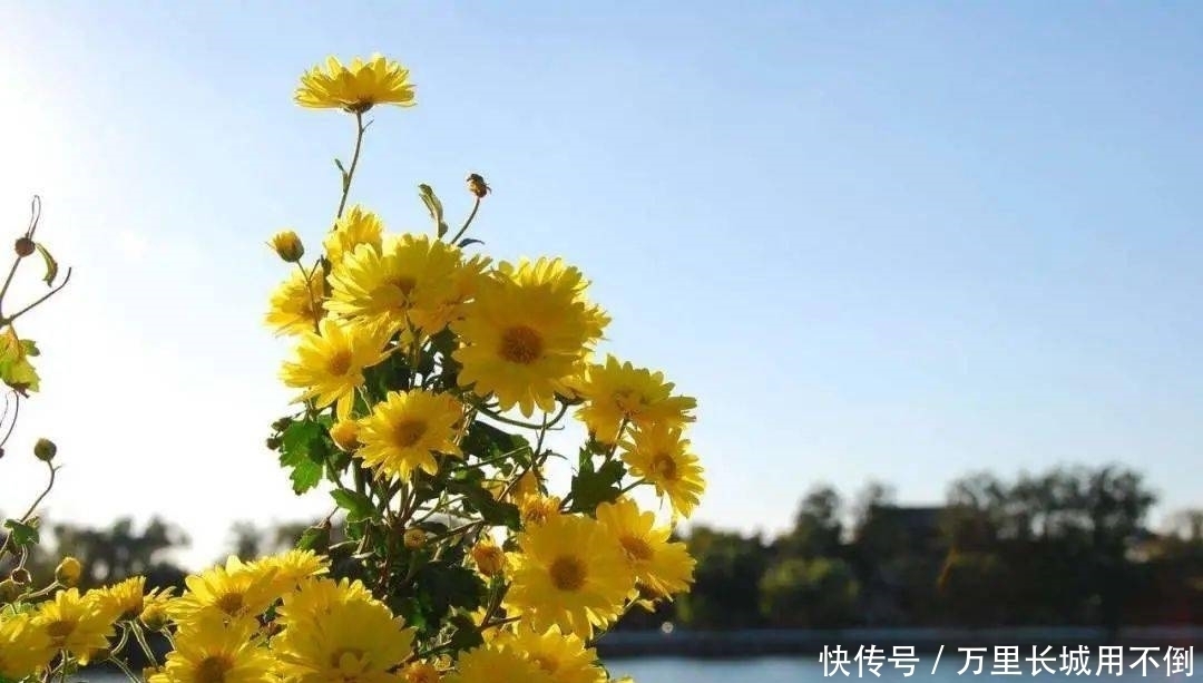 登高|登高饮菊酒,人共醉重阳