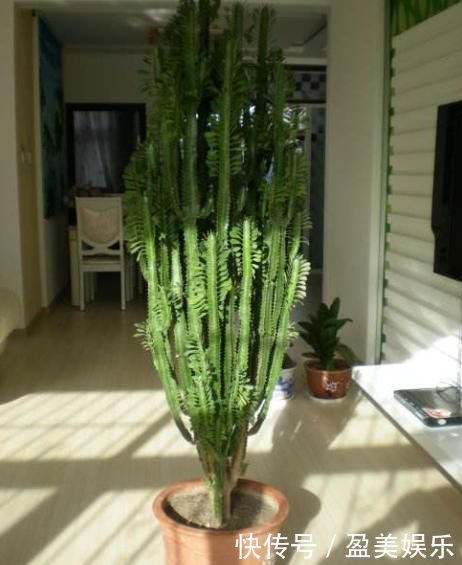 家庭里最适合养4种“大植物”,不仅是“天然造氧机”,还好活!