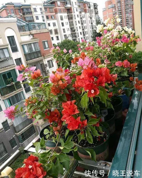 大约到冬季,三角梅做“3件事”,冰天雪地里,一样爆大花