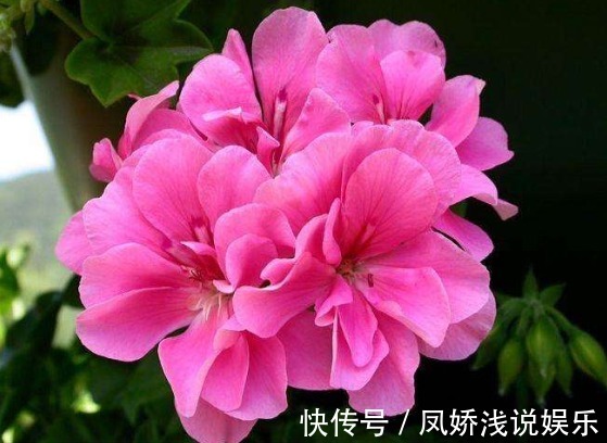 这“3种”花爱开花,阳台养几盆,开成小花海,邻居看了羡慕不已