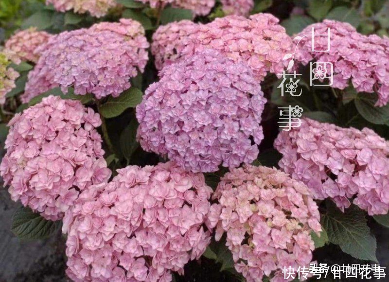 叶片|4种花，趁着七月扦插一波，生根快好成活，明年阳台变花海