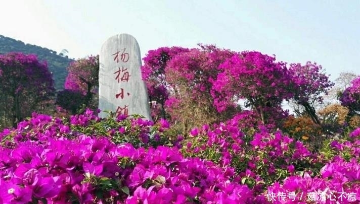 五一节“最”想去的地方，四季如春，山花烂漫的杨梅小镇