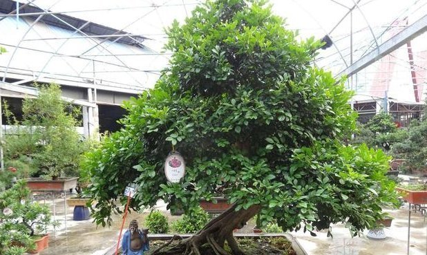 立夏过后,这种“树”要栽一棵,沾土即活,养在家里,旺人更养财