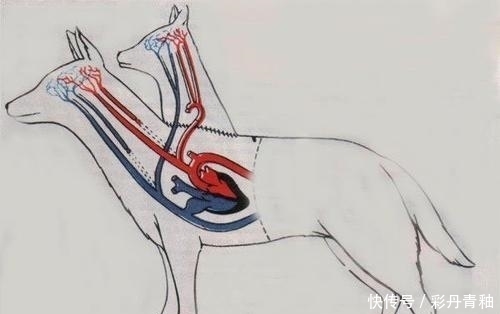 世界首例活人“换头”手术,志愿者是俄罗斯程序员,结果如何?