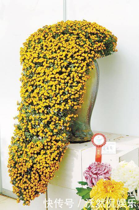 高山|喜欢菊花,不如养盆悬崖菊,花开似“高山悬崖”,开花爆满菊花海